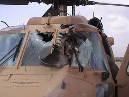 Um grou comum esmagado contra um helicóptero UH-60 Black Hawk.