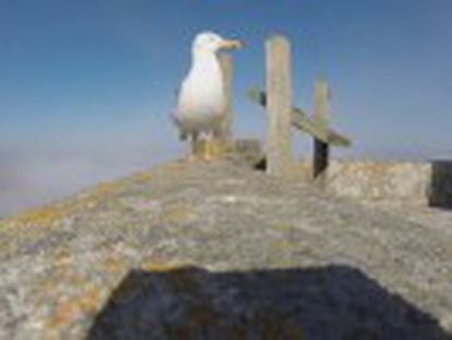 Proprietário recupera câmera e divulga este vídeo espetacular, no qual se pode ver o arquipélago de Cíes pelos olhos de um pássaro