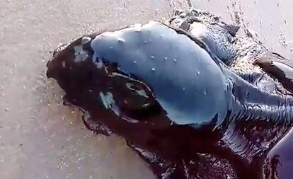 Tartaruga coberta por óleo em Alcantara, no Maranhão