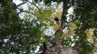 Um pesquisador, na copa da maior árvore da Amazônia.