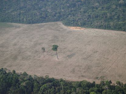 Imagem aérea mostra árvore solitária em uma área desmatada perto de Porto Velho, Rondônia, em agosto do ano passado.