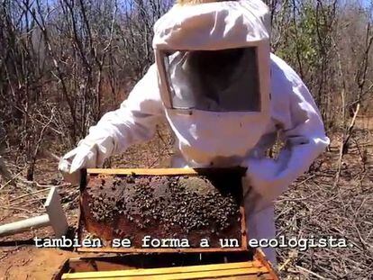 As abelhas mostram como o clima está mudando