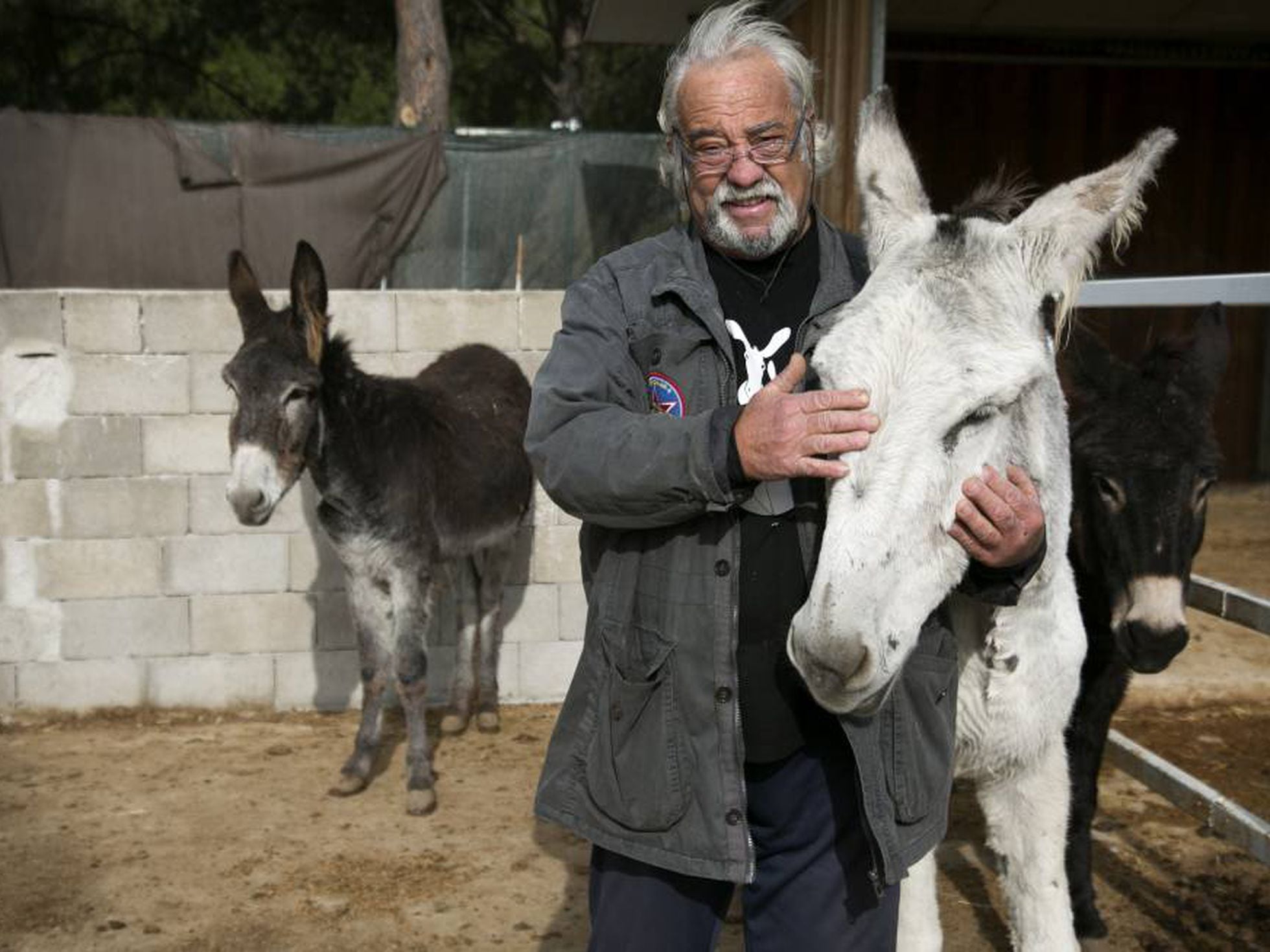 homem mata cavalo para comer