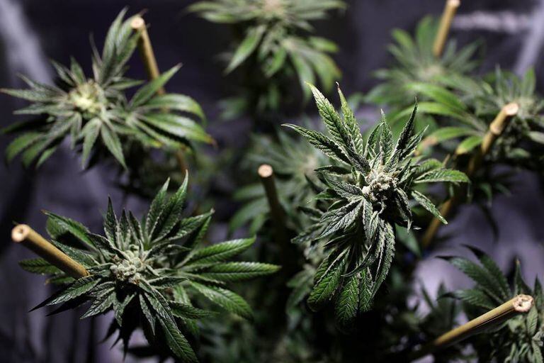Planta de maconha.
