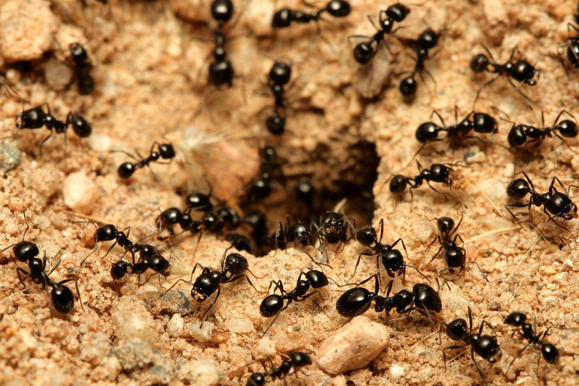 Formigas Também Fazem ‘lockdown Para Proteger O Formigueiro Em Suas Epidemias Ciência El 