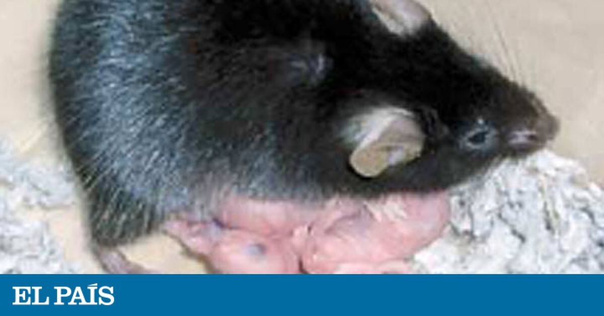 Crianças nascidas de cesárea já podem receber bactérias vaginais