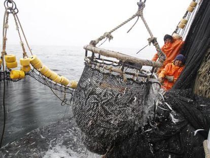 Pescadores puxam uma rede cheia de anchovas, em 2012.