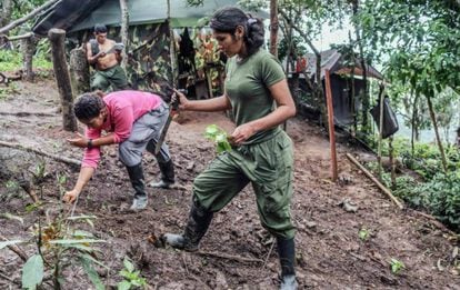 Guerrilheiras das FARC trabalham em horta enquanto aguardam transferência para as zonas de transição