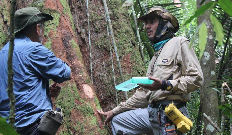 Pesquisadores das árvores gigantes da Amazônia.