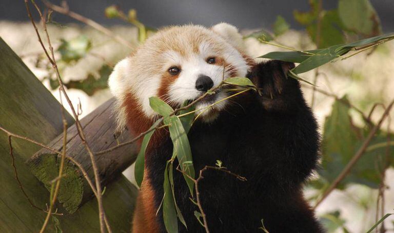 A panda vermelha 'Sunny', antes de sua fuga, no zoológico de Virgínia.