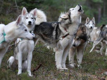 Macroestudo de DNA canino fóssil e moderno acaba com uma antiga disputa sobre a origem do animal de estimação por excelência