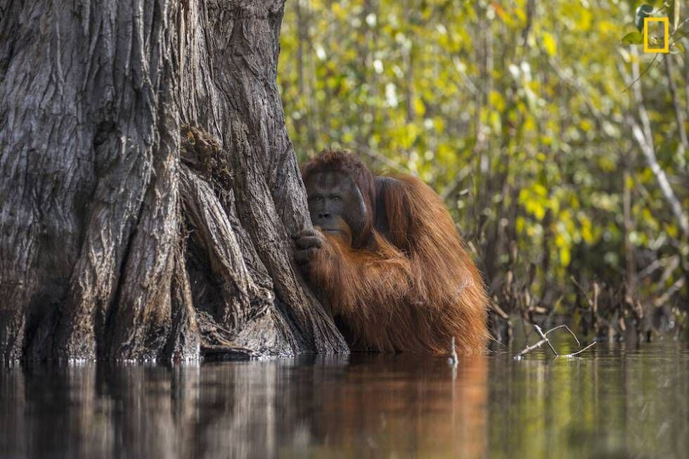 Um orangotango macho à espreita atrás de uma árvore enquanto cruza um rio em Bornéu, Indonésia.