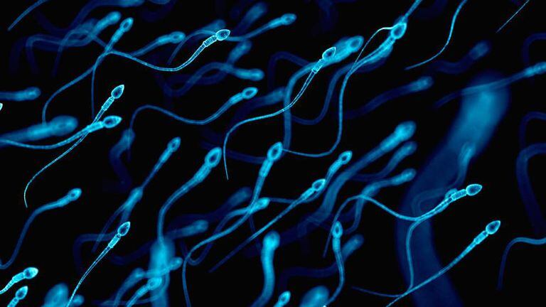 Espermatozoides ‘lutam’ para fecundar os óvulos