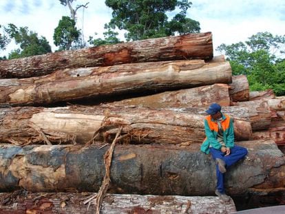 Desmatamento pode reduzir pela metade a biodiversidade de uma floresta.