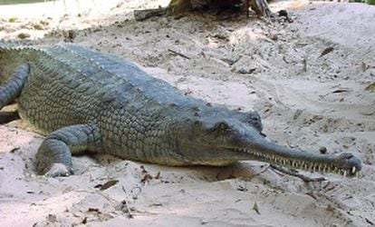 Uma espécie de crocodilo indiano.