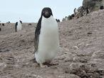 Colônias de pinguins-de-adélia, com a da imagem, serão prejudicadas pelo derretimento de gelo.