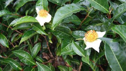 A árvore de chá ‘Camellia sinensis’.