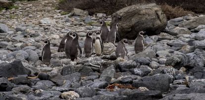A Reserva Nacional Pinguim de Humboldt, último grande bastião da espécie