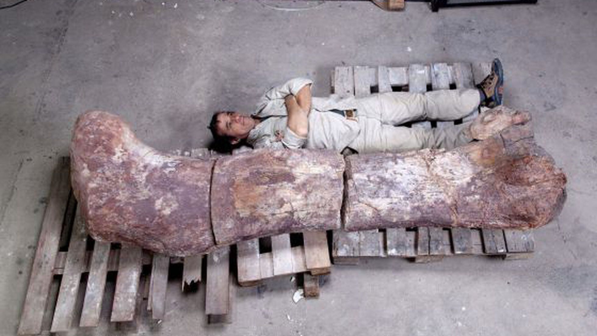 Dinossauro gigante descoberto há 15 anos finalmente ganha nome:  Australotitan - Canaltech