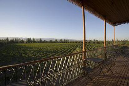 Um vinhedo em Mendoza, Argentina.