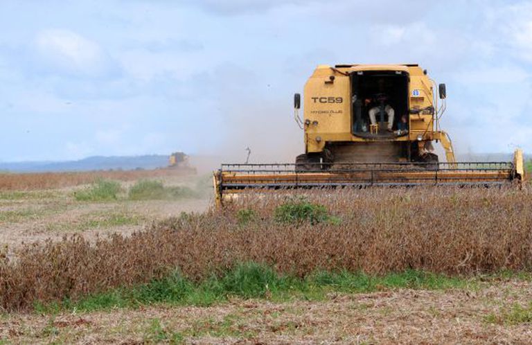Máquina colhe alimentos exportados para China.