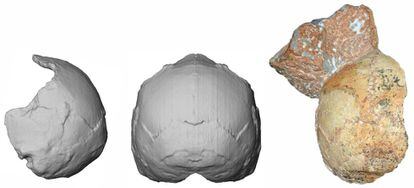 O crânio 1 de Apidima com parte de sedimento aderido, supostamente de um ‘Homo sapiens’ que viveu há 210.000 anos, o mais antigo da Europa.