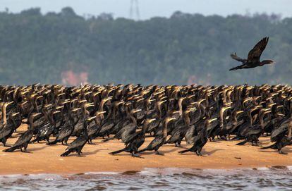 No Tabuleiro, as manhãs do inverno amazônico começam com uma companhia de biguás fazendo seu balé ancestral