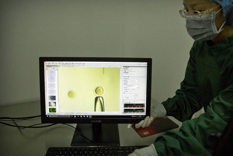 Uma pesquisadora mostra a atuação sobre o gene PCSK9 em um embrião, em um laboratório de Shenzhen (China).