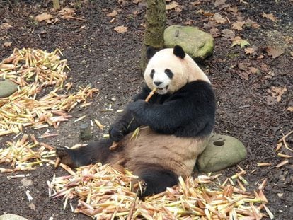 A panda Mei Lan, uma das residentes do Vale dos Pandas.