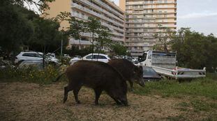 Javalis fotografados num bairro do Ajaccio, capital da Córsega (França). Em vídeo, um javali no centro de Madri, cervos nas ruas de Paris e um macaco em um hotel tailandês.