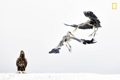 Duas garças lutam ao lado de uma águia.