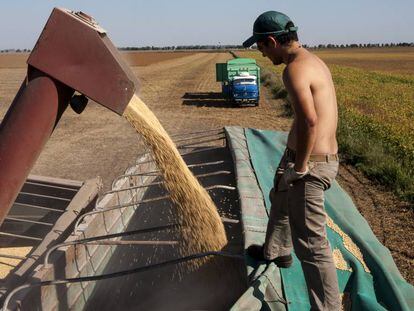 Um trabalhador em uma plantação de soja.