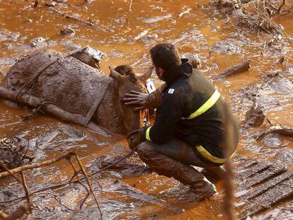 Trabalhador do resgate tenta salvar um cavalo preso no mar de lama.