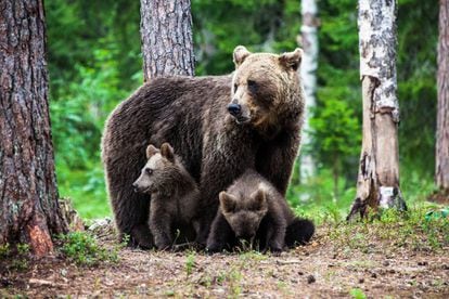 Ursos na região de Karelia, na fronteira entre Finlândia e Rússia.