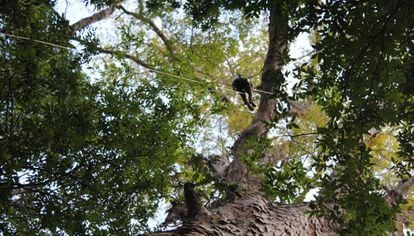 Árvore mais bonita do mundo' tem 860 anos, ganhou fama na pandemia e atrai  muitos turistas - Hora 7 - R7 Hora 7