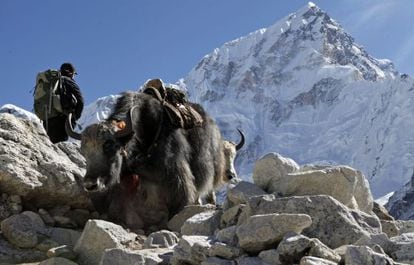 Dois iaques junto a um alpinista no Everest.