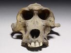 Cráneo de babuino