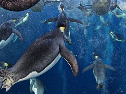 Bando de pinguins imperador nas águas do mar de Ross.