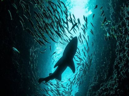 Quase um terço dos tubarões está ameaçado.