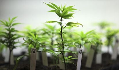 Cultivo de cannabis com fins medicinais.
