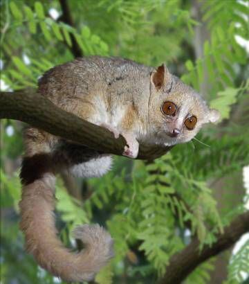 O lêmure-rato cinza hiberna durante a temporada seca de Madagascar.