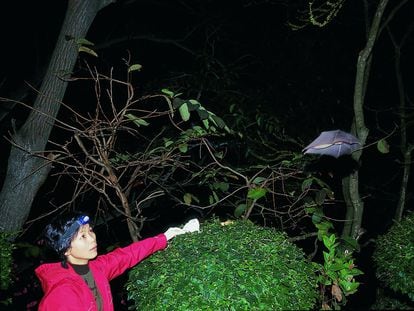 A virologista Shi Zhengli libera um morcego de uma caverna chinesa depois de lhe tirar sangue, em 2004.