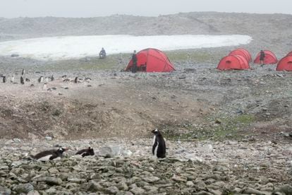 Acampamento numa ilha na Antártida onde não existe registro de que alguém tenha dormido antes.