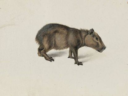 Acuarela de um capibara desenhado por Frans Pós em sua viagem à colônia holandesa no Brasil.