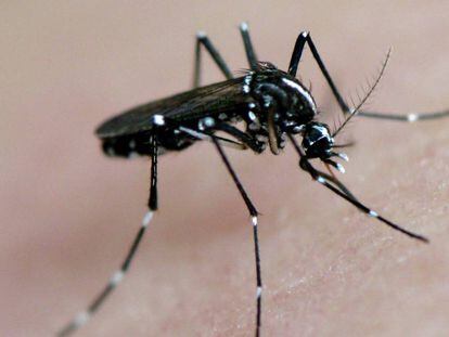 O zika vírus, um ano depois