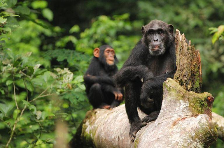 O conhecimento adquirido e transmitido pelos chimpanzés está em risco.