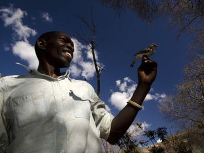 Uma espécie de ave se comunica com os membros de uma tribo africana para procurar mel