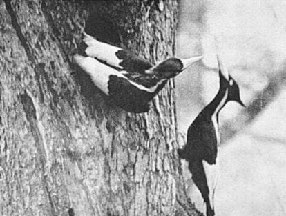 Um casal de pica-paus-bico-de-marfim fotografado em 1935 na floresta do Trato Singer.