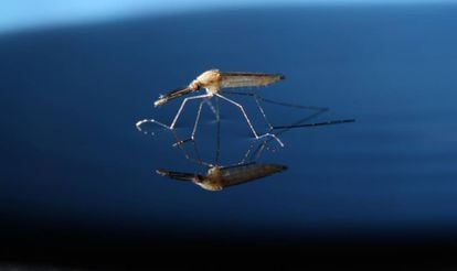 Um dos mosquitos 'Anopheles gambiae' modificados geneticamente.