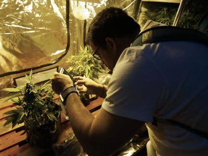 Um homem fotografa uma planta de cannabis, em Montevidéu.
